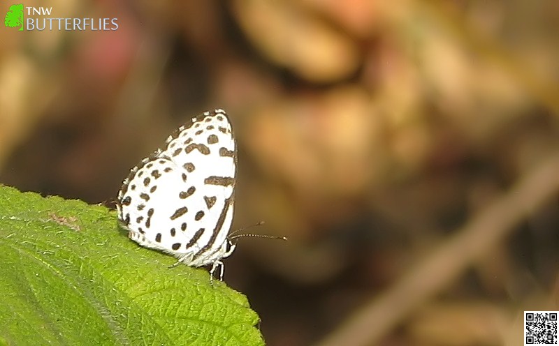 Common Pierrot